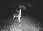 Whitetail deer hunting at Kirkes