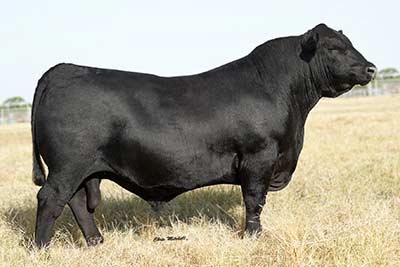 >K BAR RawMax 35