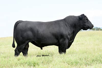 Kirkes Black Angus Ranch