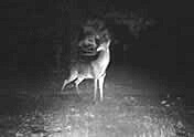 Whitetail deer hunting at Kirkes Ranch